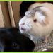Self breed guinea pig (English) &#8211; photo and description