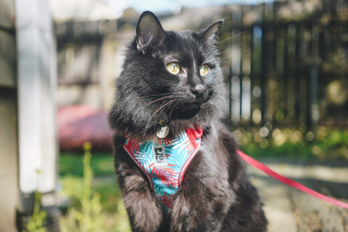 Collars and harnesses for cats: how to choose the right size and style