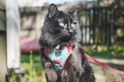 Collars and harnesses for cats: how to choose the right size and style