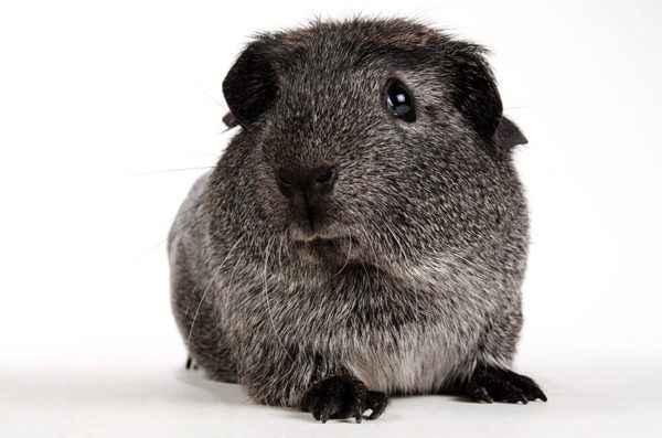 Colors of guinea pigs: black, white, red, agouti and others (photo)