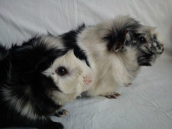 Colors of guinea pigs: black, white, red, agouti and others (photo)