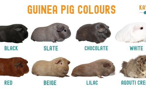 Culori di porcellini d'India: neri, bianchi, rossi, agouti è altri (foto)