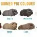 White guinea pig: photo and description