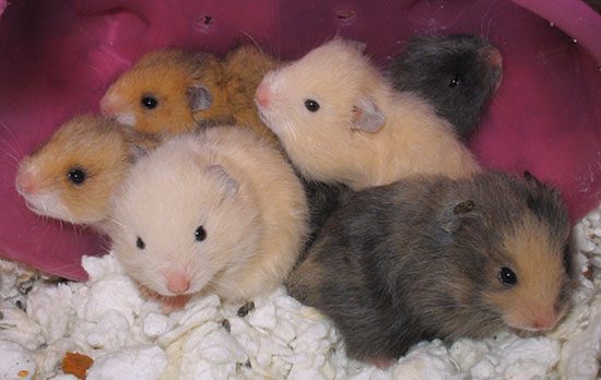 Colors of Syrian hamsters: black, white, golden and others (photo)