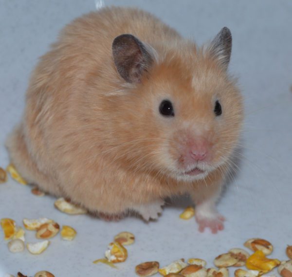 Colors of Syrian hamsters: black, white, golden and others (photo)