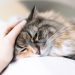 What to do if a cat ate rat poison: signs of poisoning and first aid