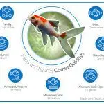 Comet fish: types, content, compatibility, reproduction