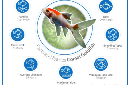 Comet fish: types, content, compatibility, reproduction