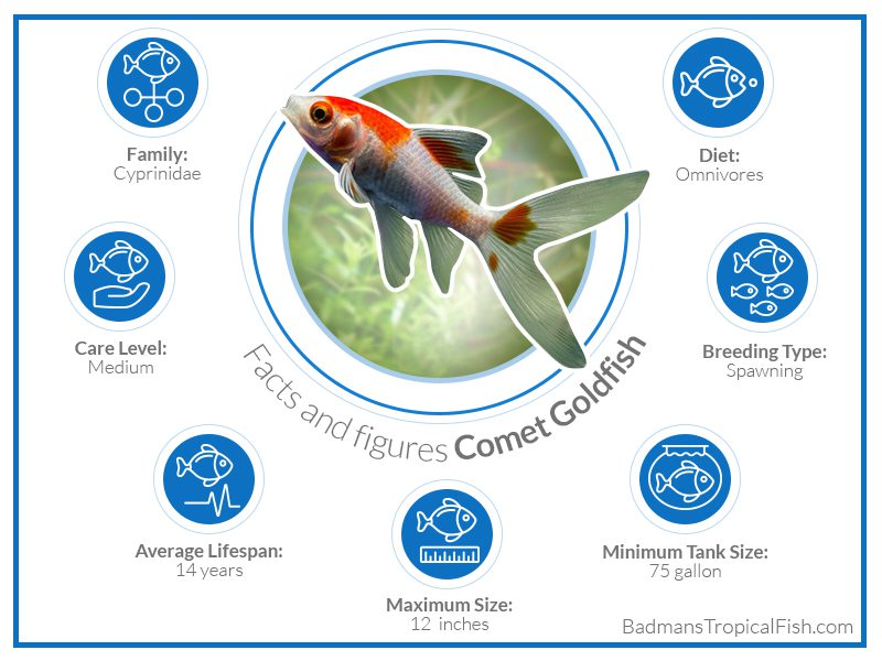 Comet fish: types, content, compatibility, reproduction