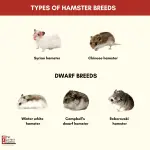 Common breeds of hamsters: appearance and some features