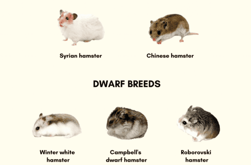 Common breeds of hamsters: appearance and some features