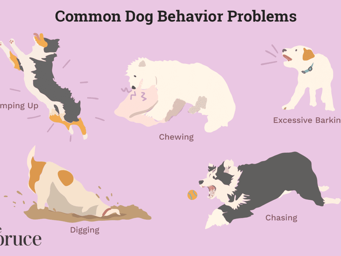 Common Dog Behaviors