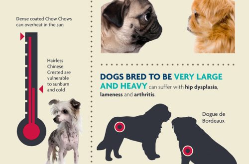 Common problems and diseases of small dog breeds