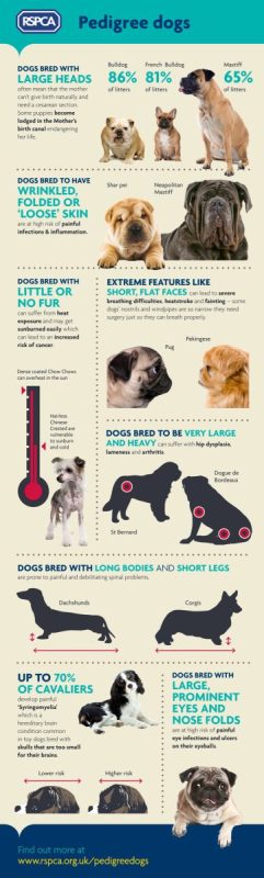 Common problems and diseases of small dog breeds