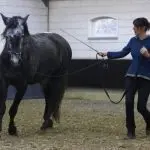 Communication with the horse: communication in riding