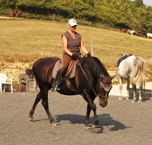 Communication with the horse: communication in riding