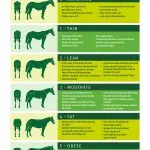 Composing a diet for an exhausted horse