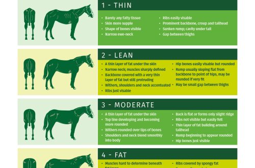 Composing a diet for an exhausted horse