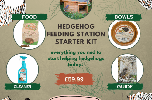 Conditions for feeding a hedgehog at home: what to feed and the most preferred foods