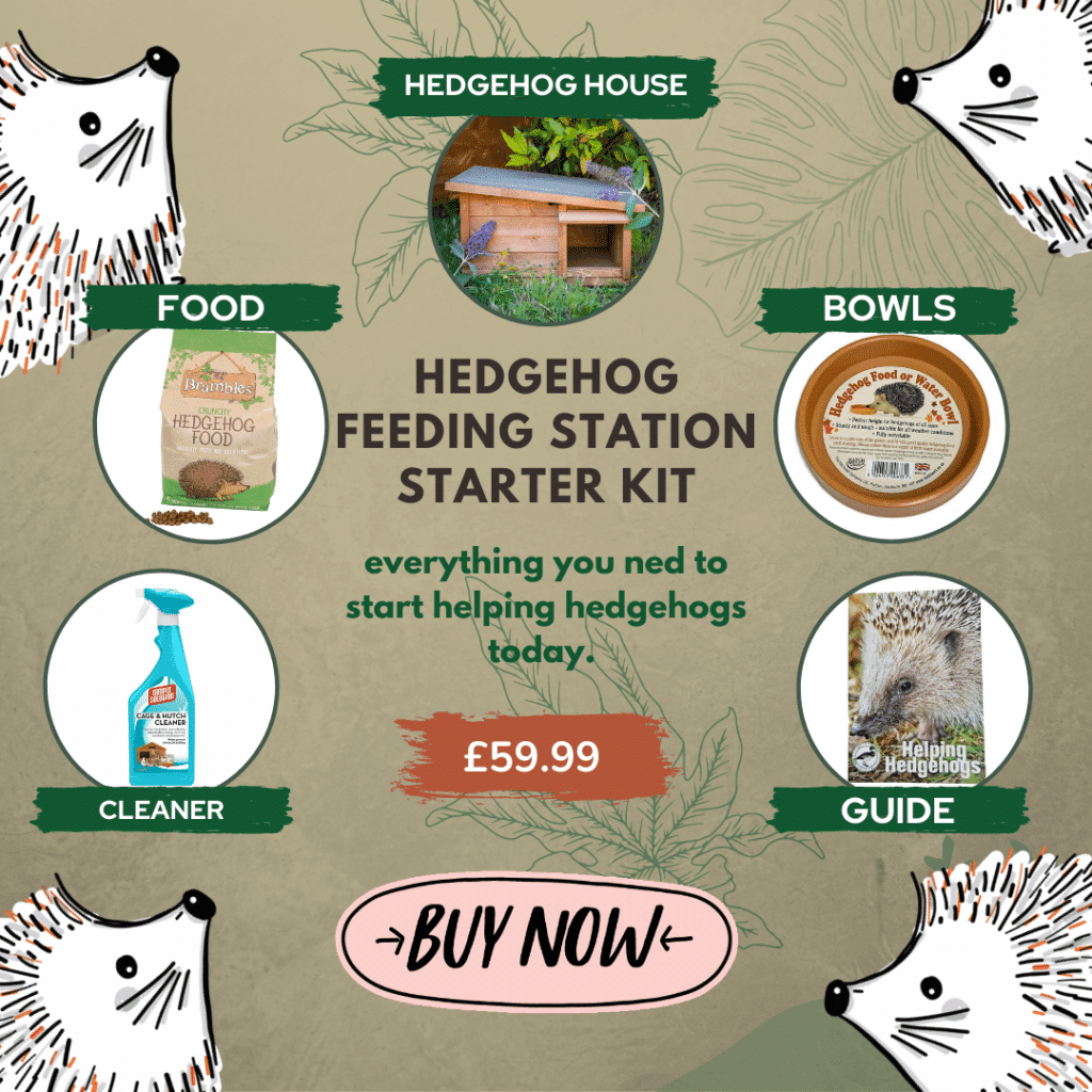 Conditions for feeding a hedgehog at home: what to feed and the most preferred foods