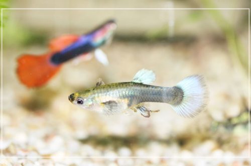 Conditions for the proper maintenance of guppies: how often to feed and what an aquarium should be equipped with