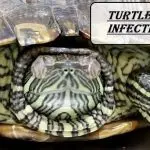 Conjunctivitis (eye inflammation) in a turtle, what to do if the eyes are inflamed and fester