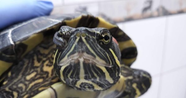 Conjunctivitis (eye inflammation) in a turtle, what to do if the eyes are inflamed and fester