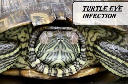 Conjunctivitis (eye inflammation) in a turtle, what to do if the eyes are inflamed and fester