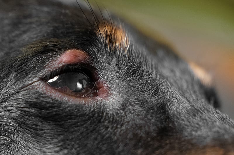 Conjunctivitis in a dog: causes, treatment