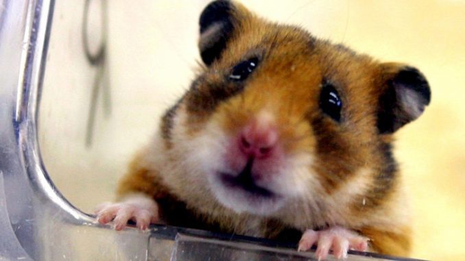 Constipation in a hamster: symptoms, prevention, treatment