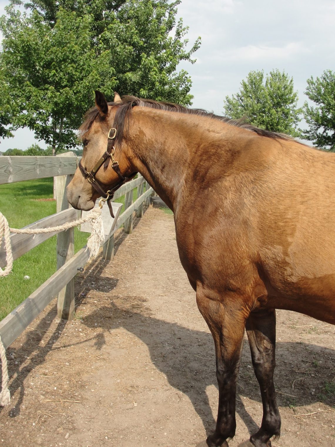 Continuation of the topic: 3 useful tips for working with &#8220;hot&#8221; horses