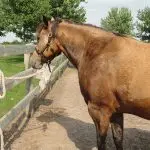Continuation of the topic: 3 useful tips for working with “hot” horses