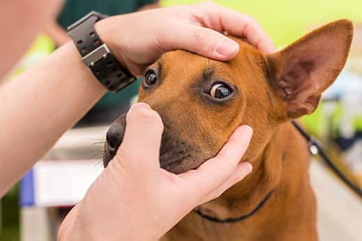 Corneal ulcer in a dog: treatment and prevention