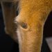 Bordetellosis in dogs and cats