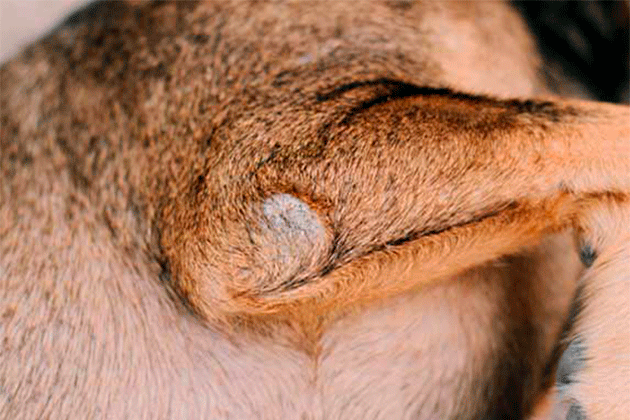 Corns on the elbows of dogs