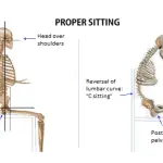 Correcting the position of the shoulders, focusing on the spine
