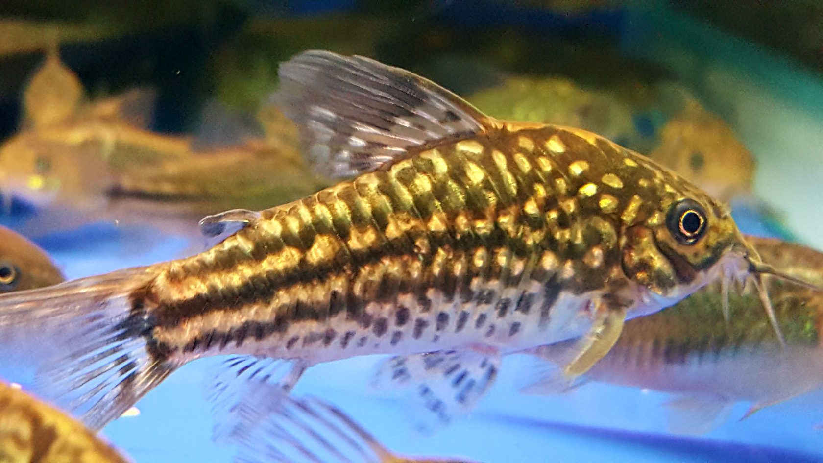 Corydoras: maintenance and care, breeding at home, reproduction and spawning and other features