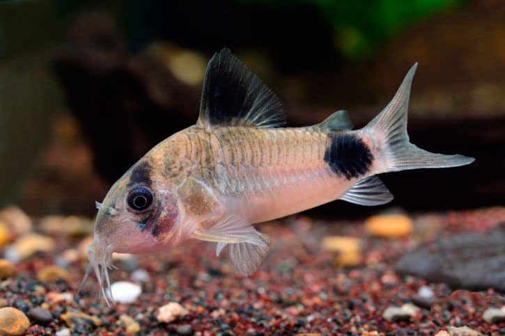 Corydoras: maintenance and care, breeding at home, reproduction and spawning and other features