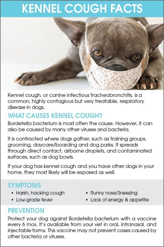 Cough in a dog &#8211; we understand the reasons