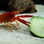 Crayfish nutrition: what crayfish are used to eating in nature and what they are fed in captivity