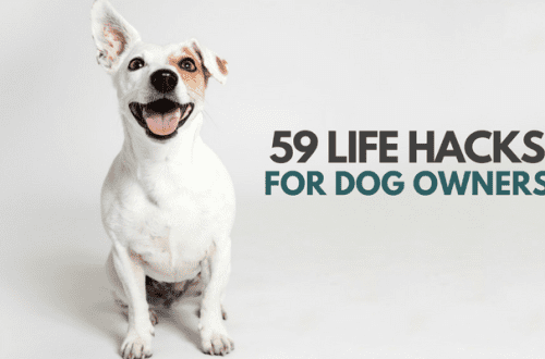 Creative hacks to make life easier for dog owners