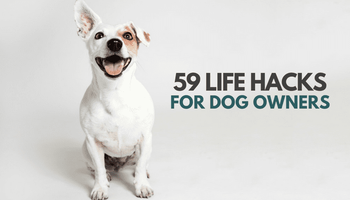 Creative hacks to make life easier for dog owners