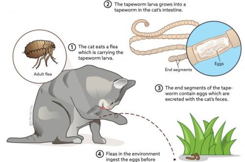 Cucumber tapeworm, or dipilidiosis, in cats: causes, symptoms and treatment