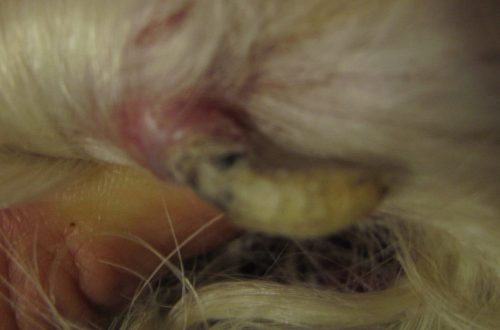 Cutaneous horn in dogs and cats
