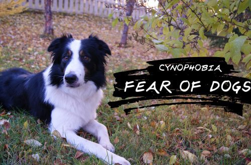 Cynophobia, or fear of dogs: what is it and how to overcome the fear of dogs