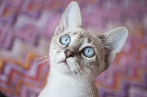 Cystitis in cats: symptoms