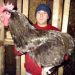 Orpington chicken breed: year of origin, color variety and care features