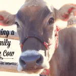 Dairy cow: how much milk does she give per day and when should she be milked