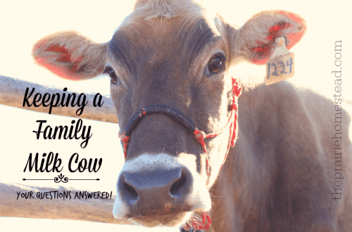 Dairy cow: how much milk does she give per day and when should she be milked