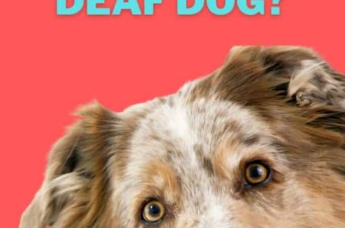 Deaf Dog Care Tips: Communication and Safe Behavior